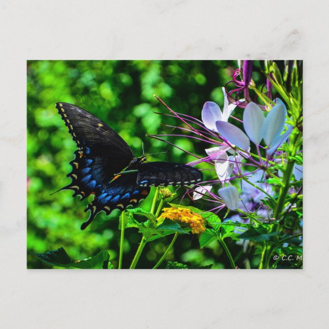 Postal Momento del Jardín de Mariposa (Anverso)