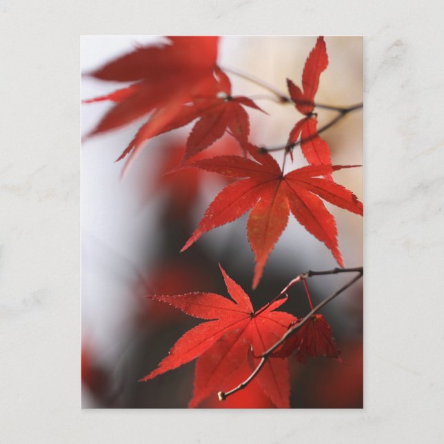 POSTAL MOMIJI (Anverso)