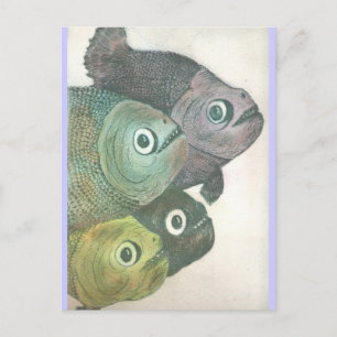 Postal momma no baila