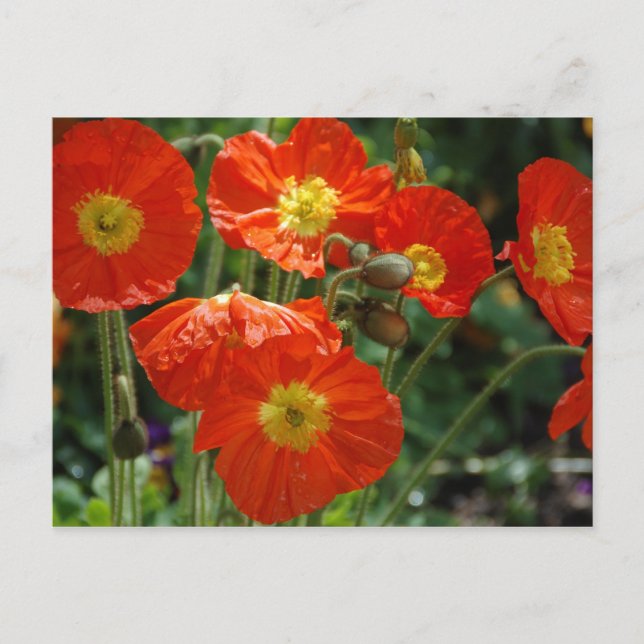 Postal Mon Ame (Anverso)