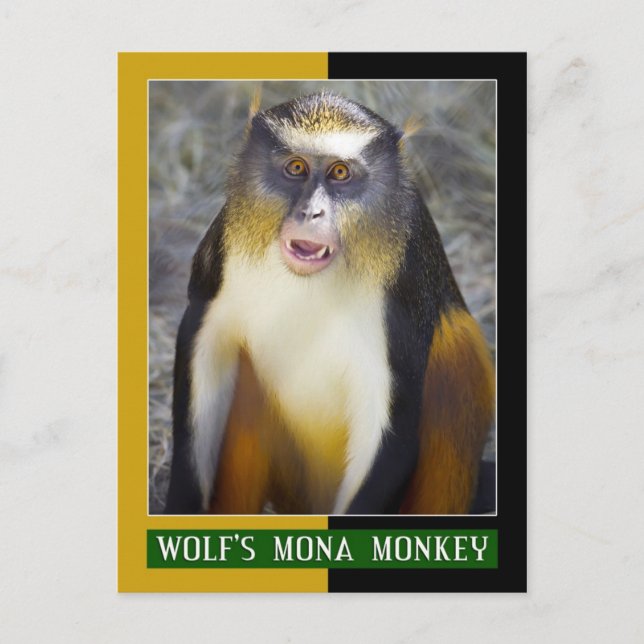 Postal Mona (Guenon) de Wolf (Anverso)