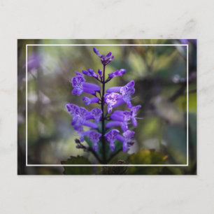 Postal Mona Lavender