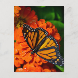 Postal Monarca