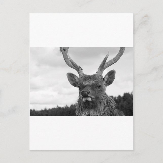 Postal Monarca (Anverso)