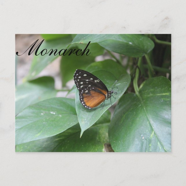 Postal Monarca de mariposa # 3 (Anverso)
