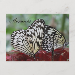 Postal Monarca de mariposa # 5
