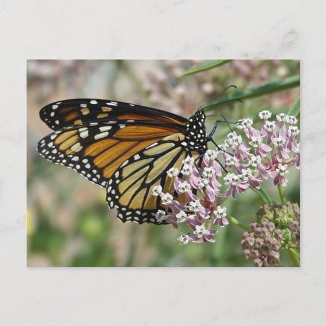 Postal Monarca en Milkweed (Anverso)