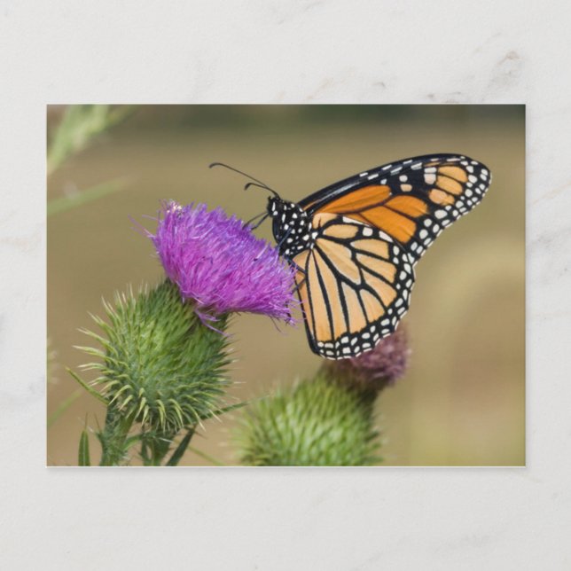 Postal Monarca en pradera de cardo Thistle Prairie Ridge (Anverso)