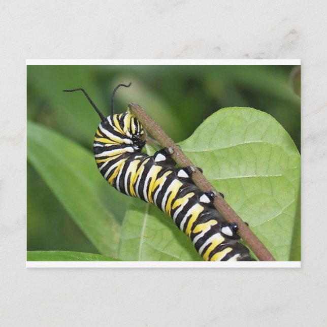 Postal Monarca Mariposa Caterpillar (Anverso)