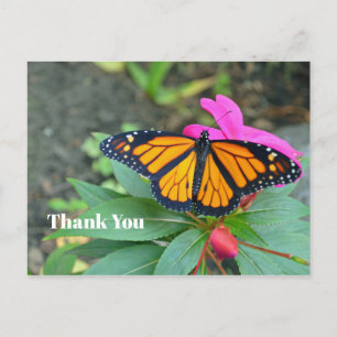 Postal Monarca Mariposa Rosa Floral Foto Gracias