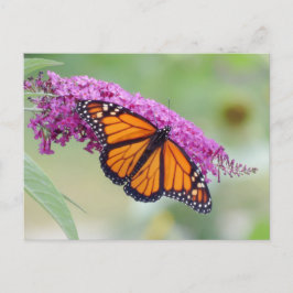 Postal Monarca masculina sobre mariposa Bush