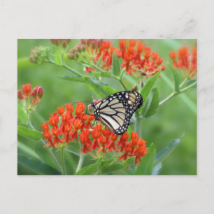 Postal Monarca sobre mariposa