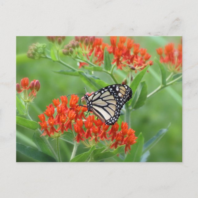 Postal Monarca sobre mariposa (Anverso)