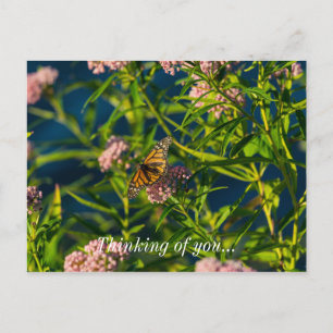 Postal Monarca Y Milkweed Pensando En Usted Postcard