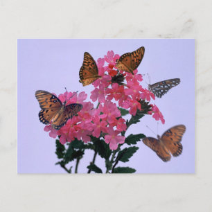 Postal Monarcas y penta rosa