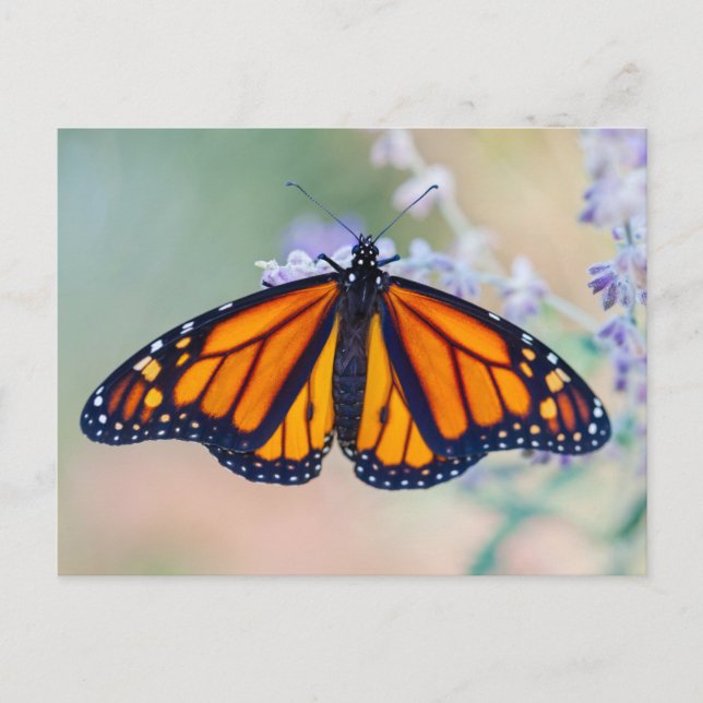 Postal Monarch Butterfly (Anverso)