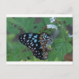 POSTAL MONARCH BUTTERFLY BLUE RURAL QUEENSLAND AUSTRALIA
