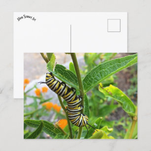 Postal Monarch Caterpillar