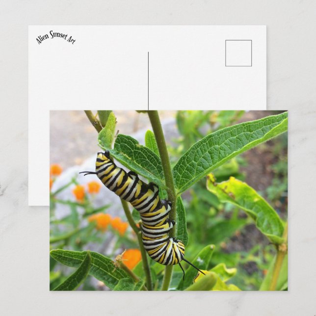 Postal Monarch Caterpillar (Anverso / Reverso)