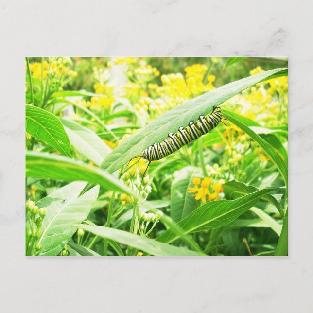 Postal Monarch Caterpillar (Danaus plexippus) (Anverso)