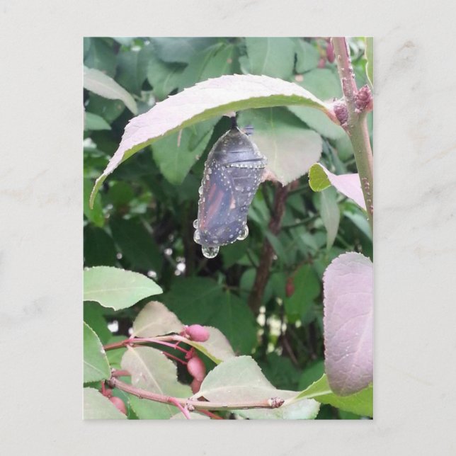 Postal Monarch Chrysalis (Anverso)