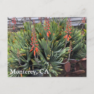 Postal Moneterey Fan Aloe Plicatilis Post Card