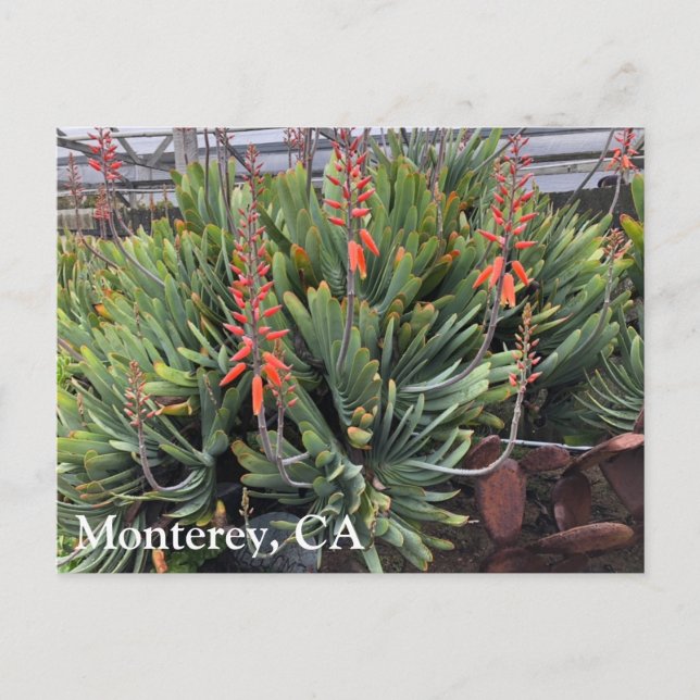 Postal Moneterey Fan Aloe Plicatilis Post Card (Anverso)