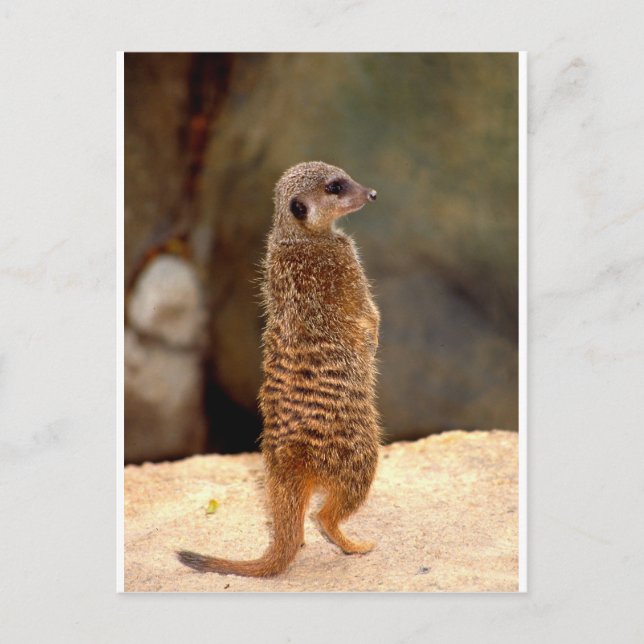 Postal Mongoose10 (Anverso)