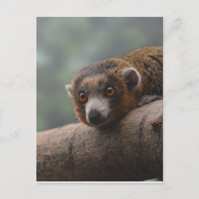 Postal Mongoose Lemur (Anverso)