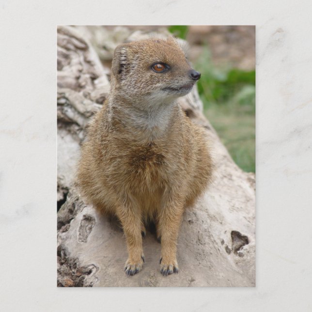 Postal Mongosta amarilla (Anverso)