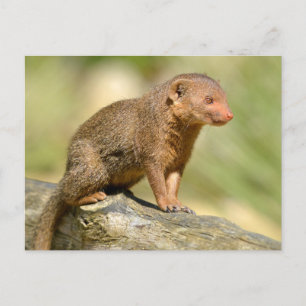 Postal Mongosta enana de closeup