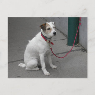 Postal Mongrel blanco dulce