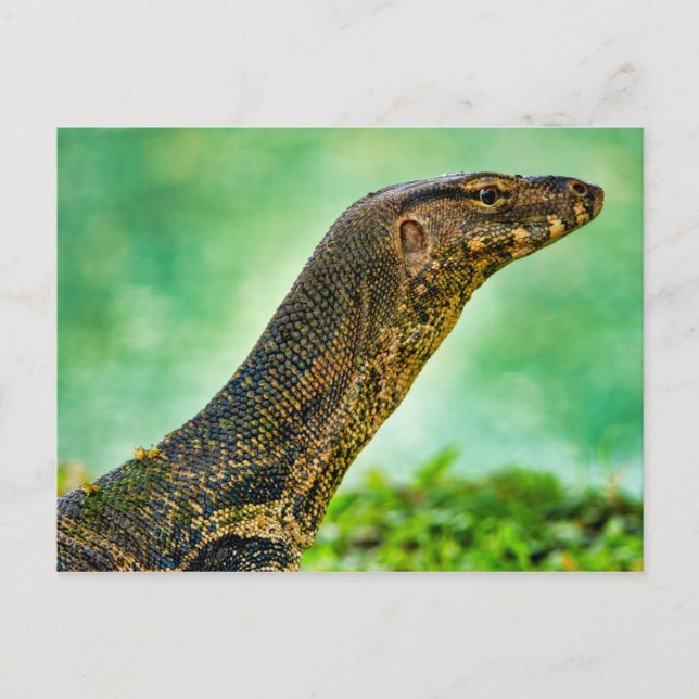 Postal Monitor Lizard (Anverso)