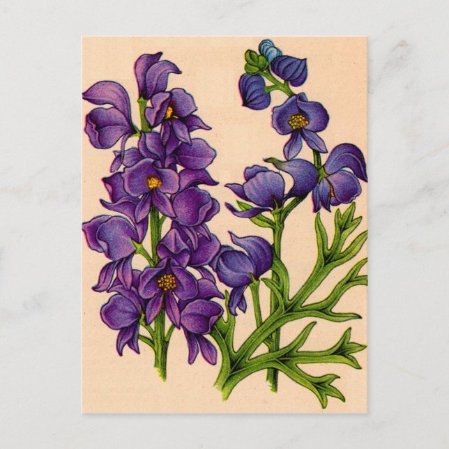 Postal monjes morados (Anverso)