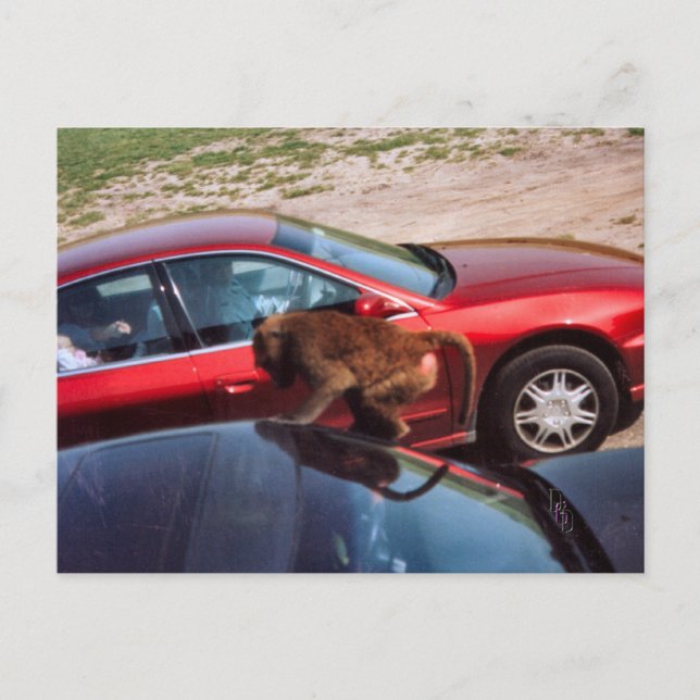 Postal Monkey Business (Anverso)