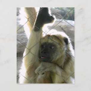 Postal Monkey Greeter