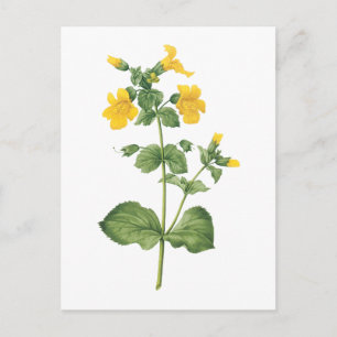Postal monkeyflower(Mimulus sp.) de Redouté