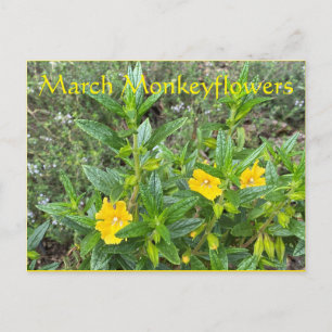 Postal Monkeyflowers de marzo