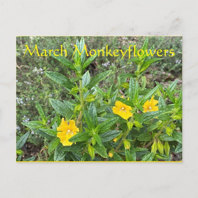 Postal Monkeyflowers de marzo (Anverso)