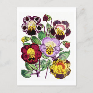 Postal Monkeyflowers Vintage Botanical Postcard