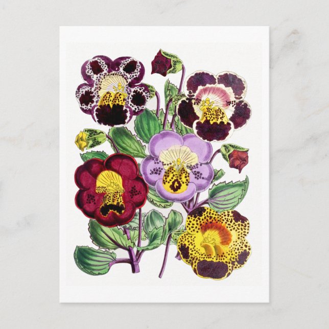 Postal Monkeyflowers Vintage Botanical Postcard (Anverso)