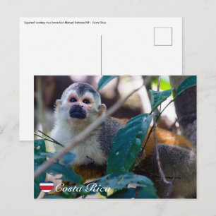 Postal Mono ardilla en el Parque Nacional Manuel Antonio
