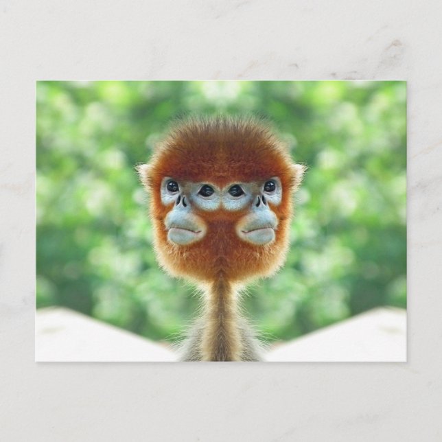 Postal Mono bebé de dos cabezas (Anverso)