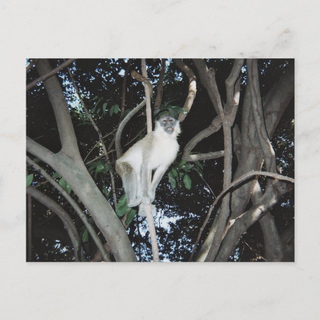 Postal Mono Cheeky (Anverso)