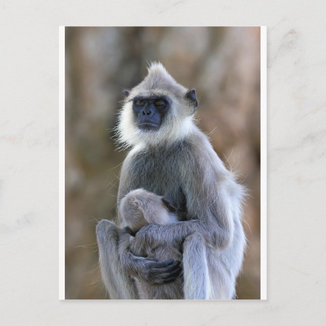 Postal Mono de Langur (Anverso)