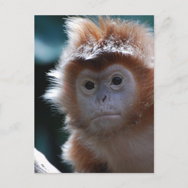Postal Mono de Langur Rojo Cute (Anverso)