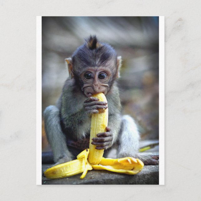 Postal Mono de macaque lindo del bebé que come el plátano (Anverso)