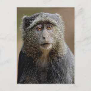 Postal Mono de Sykes o mono azul, Cercopithecus mitis,