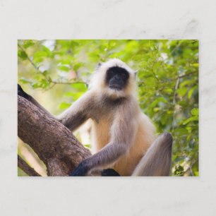 Postal Mono en la selva del Parque Nacional Ranthambore