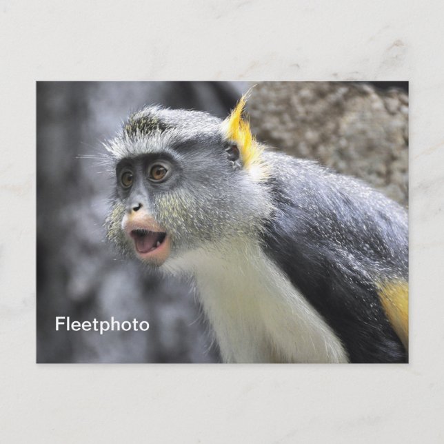 Postal Mono Lobo de color muli (Anverso)